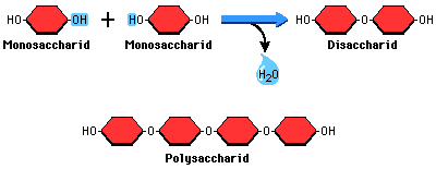 Generic sugars: mono, di, and polysaccharides.