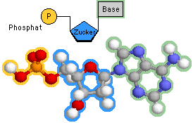 anatomy of a nucleotide w/AMP