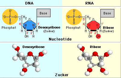 ribose et désoxyribose