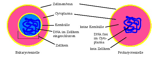 Unterschiede zwischen eukaryontischen und prokaryontischen Zellen