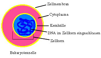 Unterschiede zwischen eukaryontischen und prokaryontischen Zellen