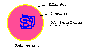 Unterschiede zwischen eukaryontischen und prokaryontischen Zellen