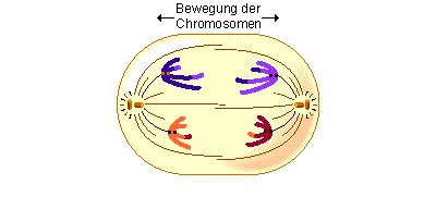 meiose 1 images clipart