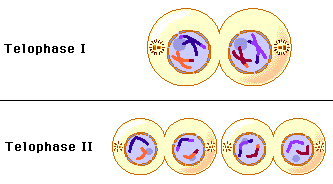 Two stills, of telophase I and telophase II