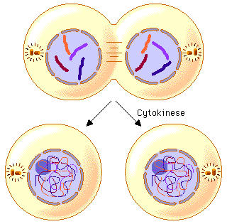 Cytokinese