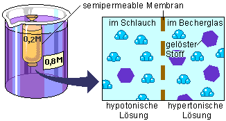 Hypertonische/hypotonische L&ouml;sungen