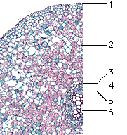 rootlabl