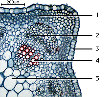 stem