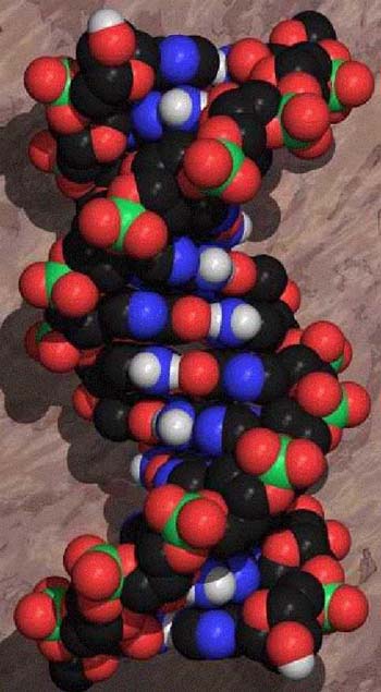 DNA double helix