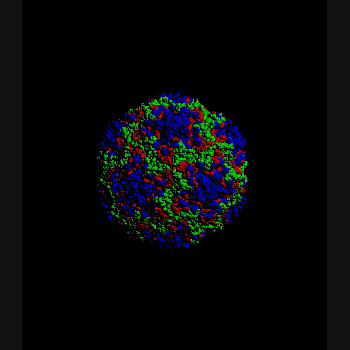 rhinovirus model