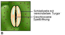 Schließzelle2